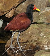 Jacana jacana Niagara Falls Aviary.jpg