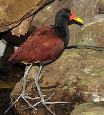 Female wattled jacanas often carry out infanticide. Jacana jacana Niagara Falls Aviary.jpg