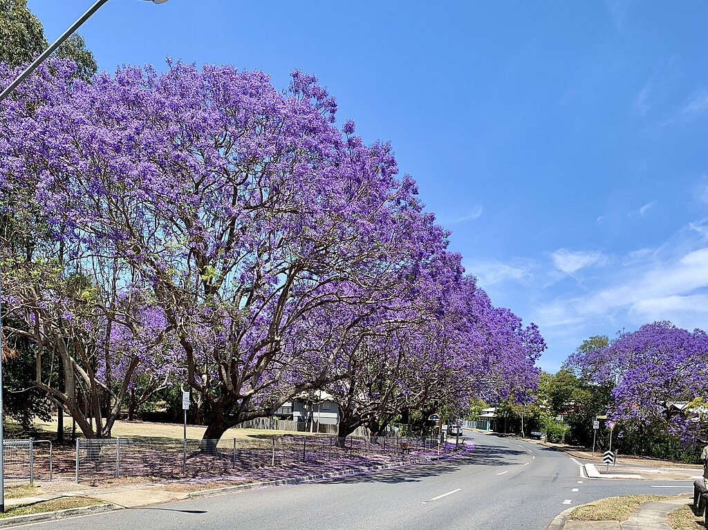 jacarandá muchos árboles y calle urbano