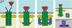 Thumbnail for Protein inhibitor of activated STAT