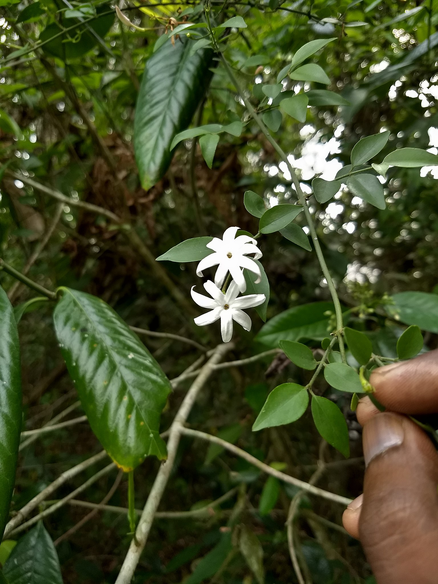 Jasmine - Wikipedia