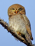 Miniatura para Glaucidium radiatum