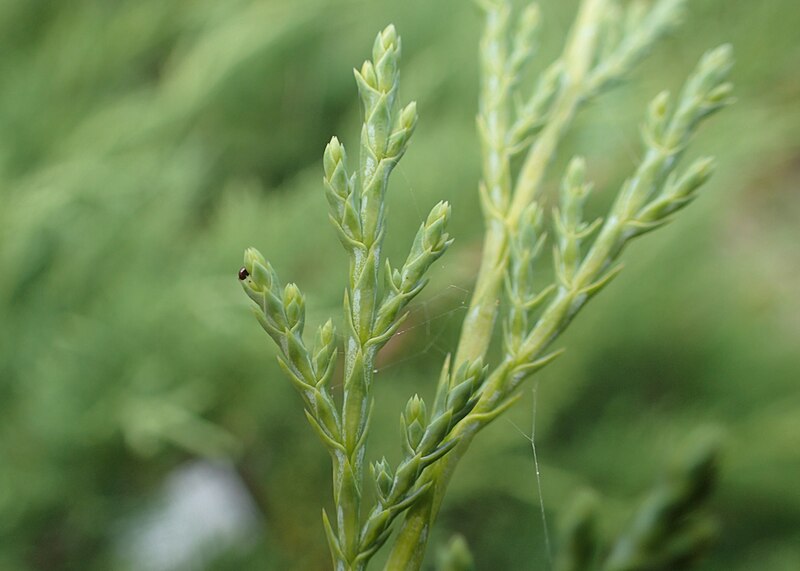 File:Juniperus sabina kz03.jpg