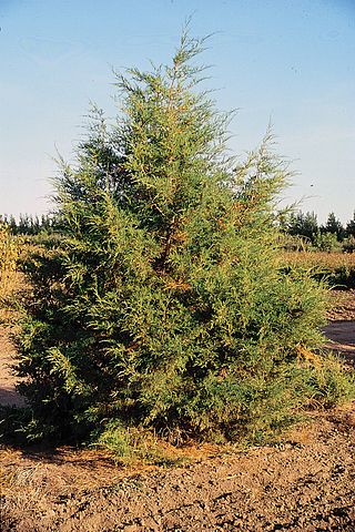 <i>Juniperus scopulorum</i> Species of conifer