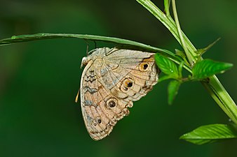 Junonia almana (Peacock Pansy)