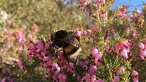 Dunkle Erdhummel: Erscheinungsbild und Lebenszyklus, Natürliches Verbreitungsgebiet, Die Dunkle Erdhummel als Bestäuberinsekt im Gemüseanbau