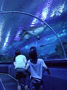 The underwater tunnel in the KL Aquarium