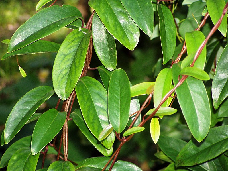 File:Kadsura japonica.jpg