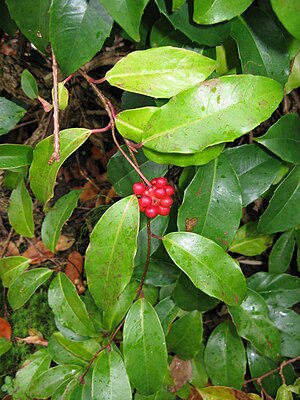 Japanilainen pallolanka (Kadsura japonica)