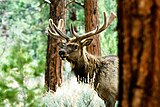 The San Mateos are home to healthy populations of elk.