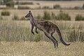 * Nomination Kangaroo Island Western grey kangaroo (Macropus fuliginosus) --Charlesjsharp 10:39, 21 January 2024 (UTC) * Promotion  Support Good quality. --MB-one 17:57, 28 January 2024 (UTC)
