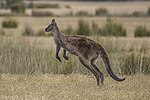 Thumbnail for File:Kangaroo Island Western grey kangaroo (Macropus fuliginosus fuliginosus) hopping.jpg