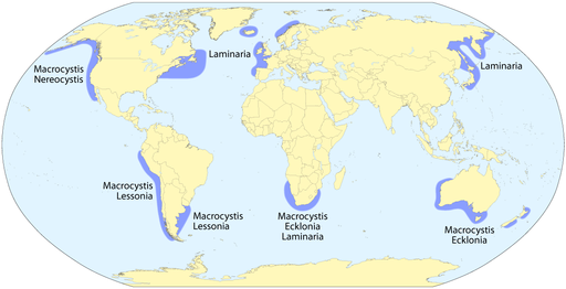 Vorkommen von Algenwäldern. Kelp forest distribution map