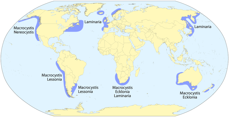 File:Kelp forest distribution map.png