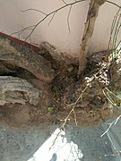 केर के वृक्ष का वह स्थान जहां पर भगवान शिव का चिमटा गिरने से यह जमीन के साथ दो भागों में विभाजित हो गया था मां सुसवाणी सिंह के सहित उसमें समा गई और जमीन फिर ज्यों की त्यों हो गई