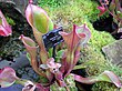 Heliamphora nutans in Kew Gardens