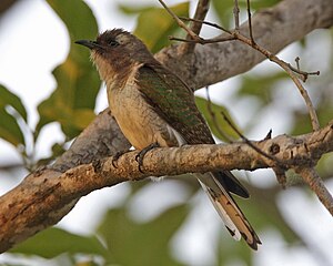 Female Klaaskuckuck (Chrysococcyx klaas)