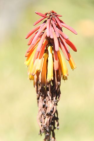 <i>Kniphofia thomsonii</i> Species of plant in the genus Kniphofia