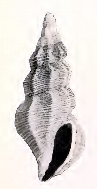 <i>Kurtzia aethra</i> Species of gastropod