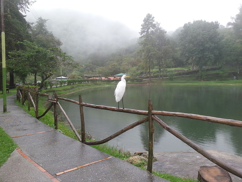 File:La Garza de Laguna de los Cedros.jpg