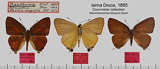 <i>Rapala suffusa</i> Species of butterfly