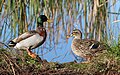 Wild duck (Anas platyrhynchos)