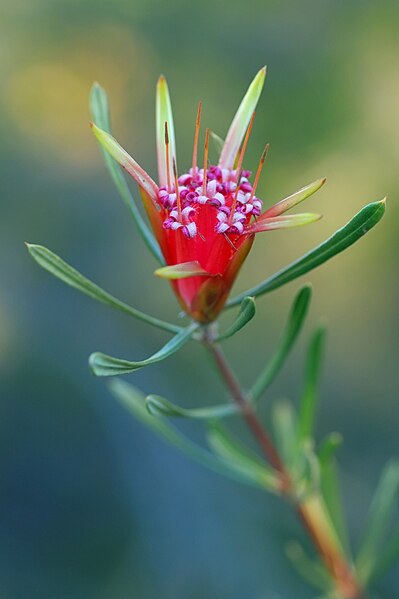 File:Lambertia formosa UCSC.jpg