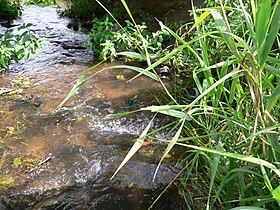 Landwehrgraben in Haßloch