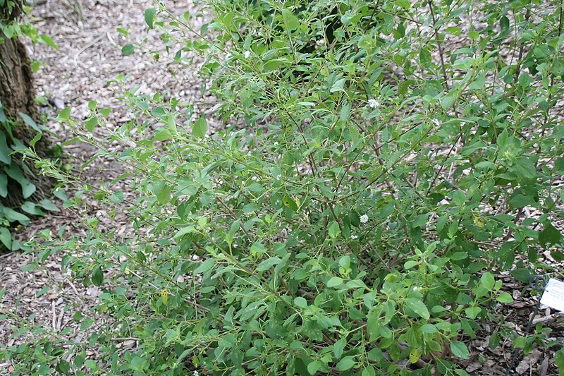 File:Lantana involucrata 7zz.jpg