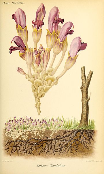 File:Lathraea clandestina - Revue horticole - 1893.jpg