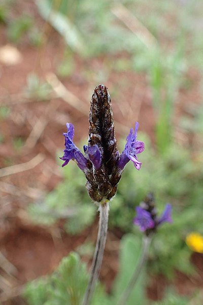 File:Lavandula multifida kz09.jpg