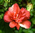 * Nomination Layered hibiscus flower --Deepugn 00:57, 19 June 2017 (UTC) * Promotion Very nice. PumpkinSky 11:12, 19 June 2017 (UTC)