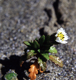 <i>Layia carnosa</i> Species of flowering plant