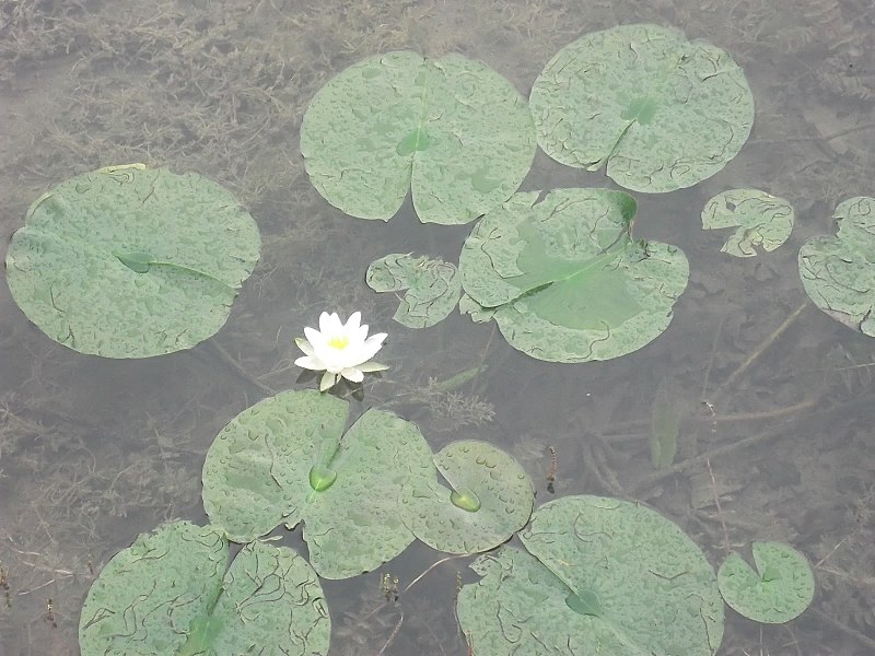 File:Leacock House lilly pads.jpg