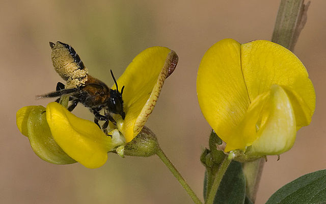 A leaf-cutter bee showing abdominal scopa