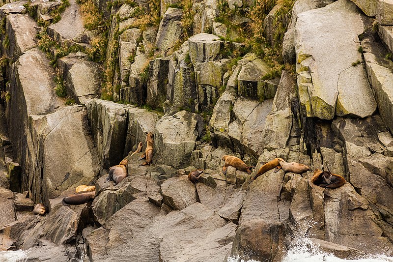 File:Leones marinos de Steller (Eumetopias jubatus), Bahía de la Resurección, Seward, Alaska, Estados Unidos, 2017-08-21, DD 24.jpg