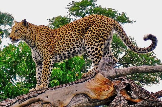 File:Leopard_on_a_horizontal_tree_trunk.jpg