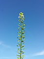 Inflorescence