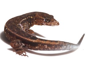 <i>Lepidoblepharis xanthostigma</i> Species of lizard