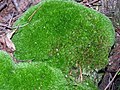 Leucobryum glaucum. Fam. Dicranaceae