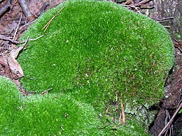 Melsvoji balzganė (Leucobryum glaucum)