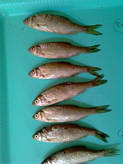 <i>Leucos basak</i> species of fish