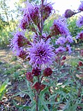 Thumbnail for Liatris ligulistylis