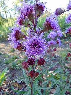 <i>Liatris ligulistylis</i> Species of flowering plant