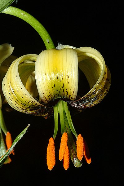 File:Lilium ciliatum (2).jpg