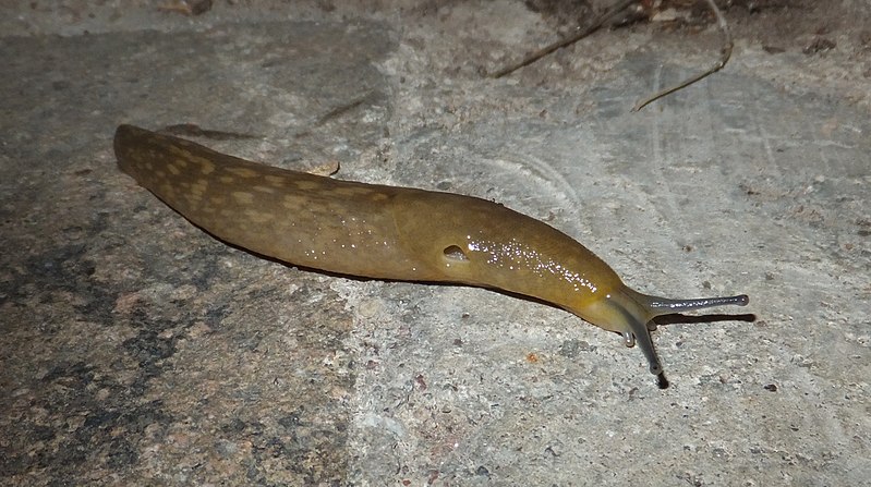 File:Limax flavus Piazzo 01.jpg