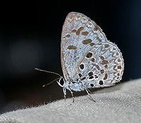 Lime Blue (Chilades laius) in Talakona forest, AP W IMG 8362.jpg