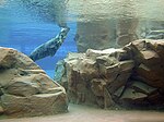 Zoo de Lincoln fg04.jpg