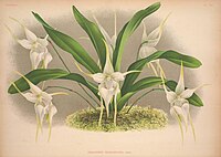 plate 109 Aeranthes grandiflora