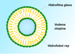 Vezikula